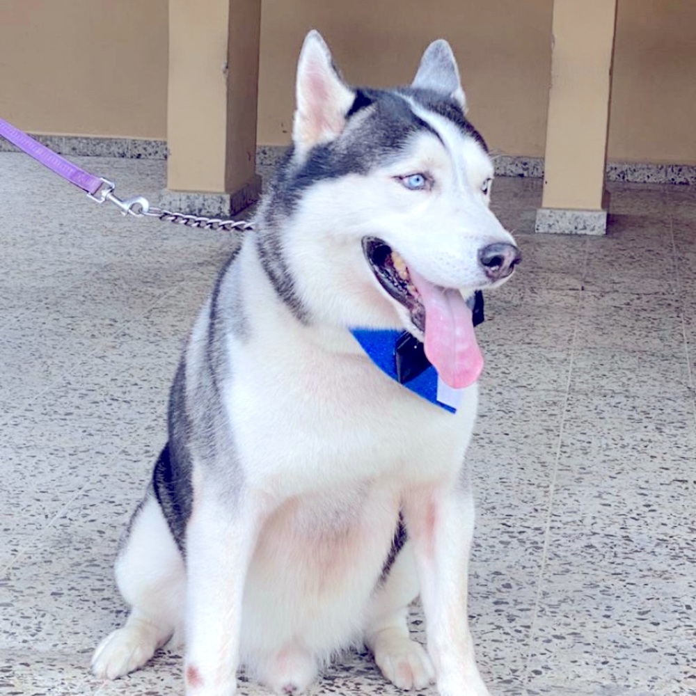 Meet your Posher, Carlos